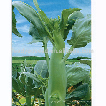 KL03 Chenghai fleur blanche grande taille graines de brocoli chinois kailan graines